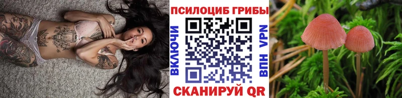 Псилоцибиновые грибы Psilocybe  Тихвин 